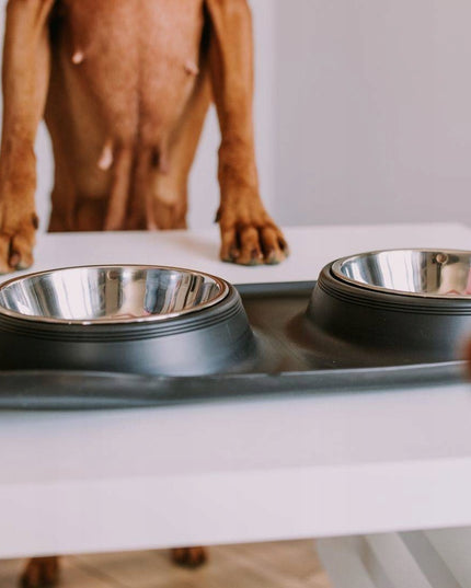 Dviguba šuns ir katės maisto bei vandens dubenėlių sistema su neslystančiu stovu Mersjo 2x400 ml – nerūdijančio plieno dubenėliai su silikono pagrindu