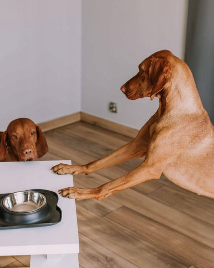 Dviguba šuns ir katės maisto bei vandens dubenėlių sistema su neslystančiu stovu Mersjo 2x400 ml – nerūdijančio plieno dubenėliai su silikono pagrindu