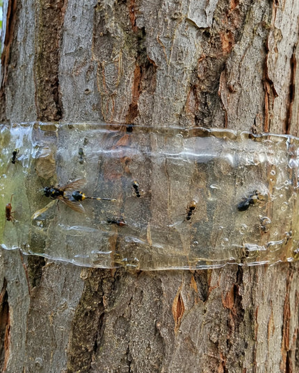 Entomologiniai klijai gaudyklių kūrimui vabzdžiams, amarams ir musėms 0,2 l