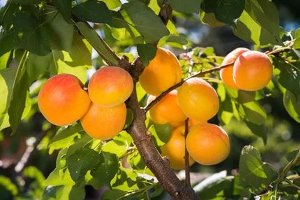 Florovit universalios skystos trąšos daržovėms 5l 5kg