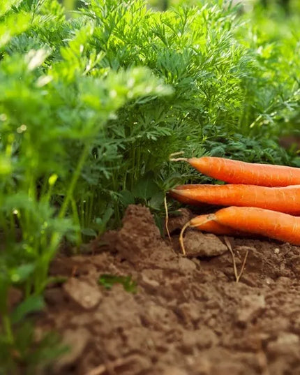 Florovit universalios skystos trąšos daržovėms 5l 5kg