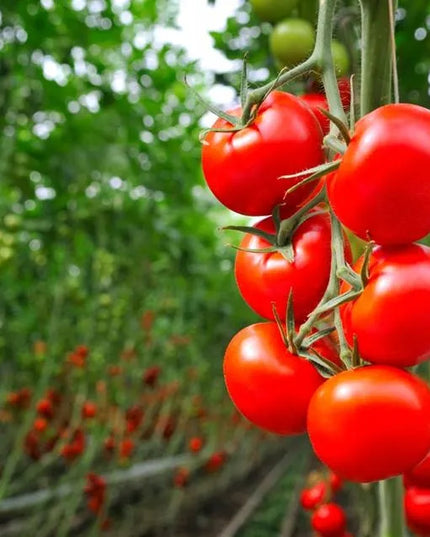 Florovit universalios skystos trąšos daržovėms 5l 5kg