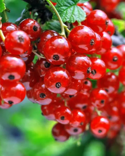 Florovit universalios skystos trąšos daržovėms 5l 5kg