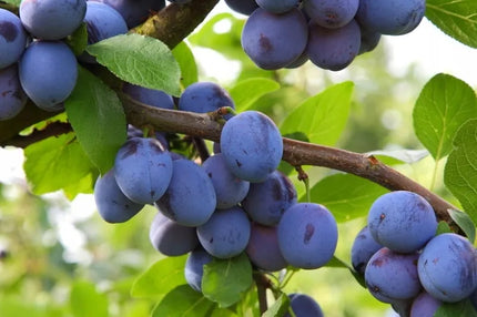 Florovit universalios skystos trąšos daržovėms 5l 5kg