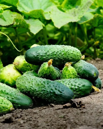 Florovit universalios skystos trąšos daržovėms 5l 5kg