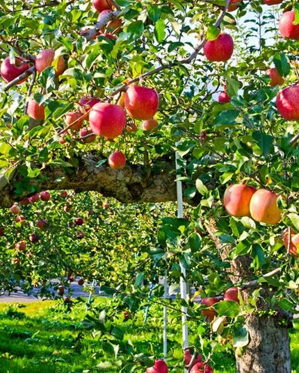 Florovit universalios skystos trąšos daržovėms 5l 5kg