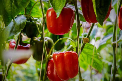 Florovit universalios skystos trąšos daržovėms 5l 5kg