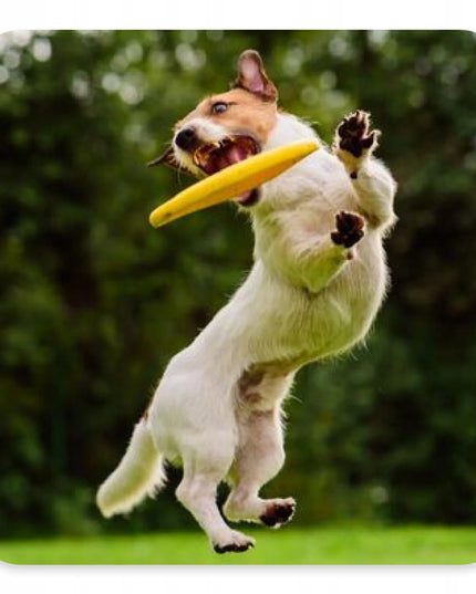 FRISBEE skraidantis diskas žaislas šunims aportavimui 18 cm lėkštė kramtukas