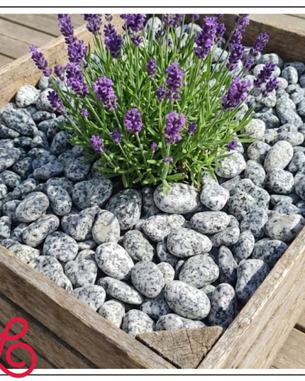 Granitinis akmuo „Dalmatinas“ pilkas dekoratyvinis akmuo 4–6 cm sodui 1 kg