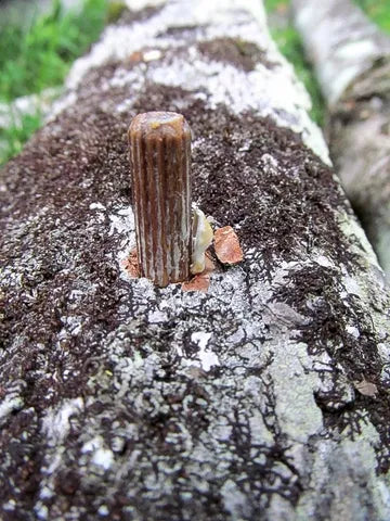 Gudobelinė kreivabudė grybiena ant kaiščių