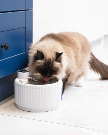 Išmanioji katės girdykla-fontanas su jutikliu ir baterija PurrFlow KittyTech