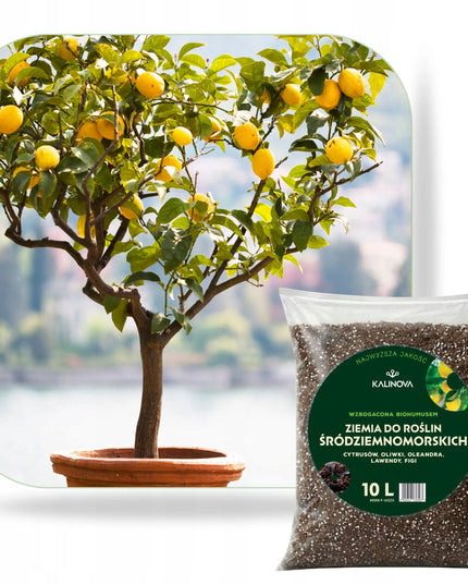 KALINOVA dirvožemis Viduržemio jūros augalams, citrusams, alyvmedžiams ir oleandrams, 10 l