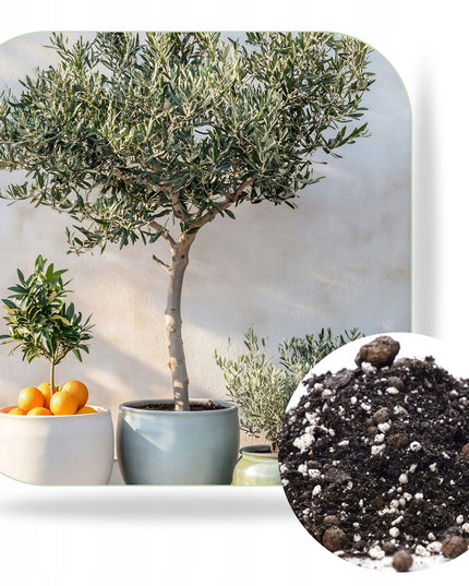 KALINOVA dirvožemis Viduržemio jūros augalams, citrusams, alyvmedžiams ir oleandrams, 10 l