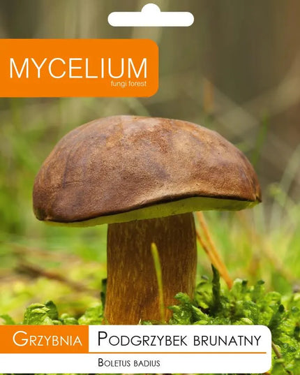 Kazlėkų (Podgrzybek brunatny) grybiena grybams sode