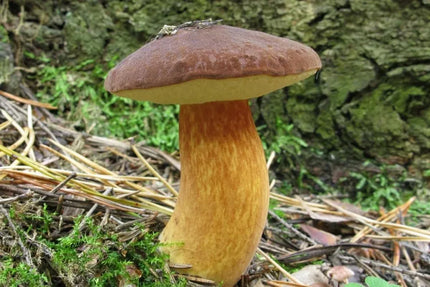 Kazlėkų (Podgrzybek brunatny) grybiena grybams sode