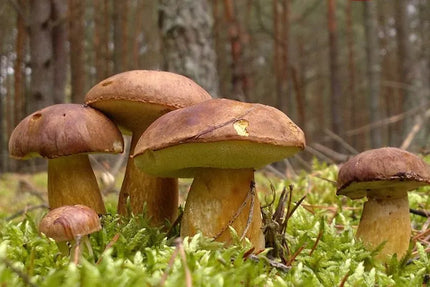 Kazlėkų (Podgrzybek brunatny) grybiena grybams sode