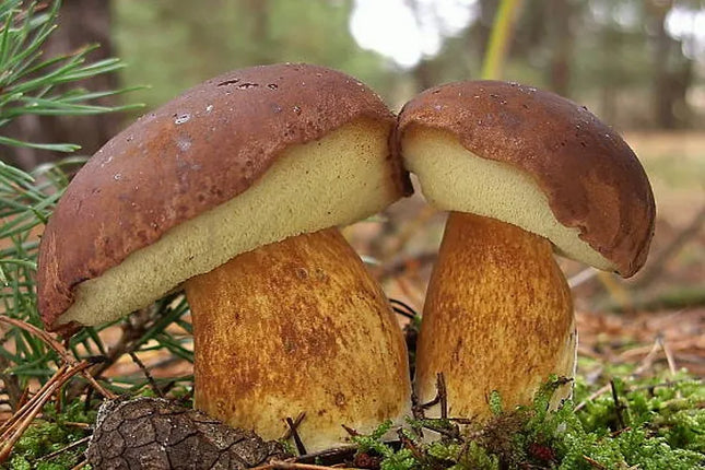 Kazlėkų (Podgrzybek brunatny) grybiena grybams sode