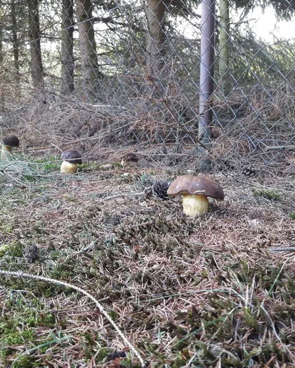 Kazlėkų (Podgrzybek brunatny) grybiena grybams sode