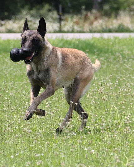 KONG Extreme šunų žaislas - S dydis