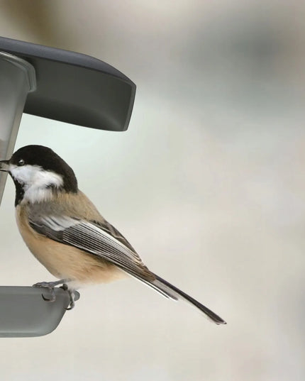 Lesyklėlė paukščiams Birdyfeed Double antracito spalvos