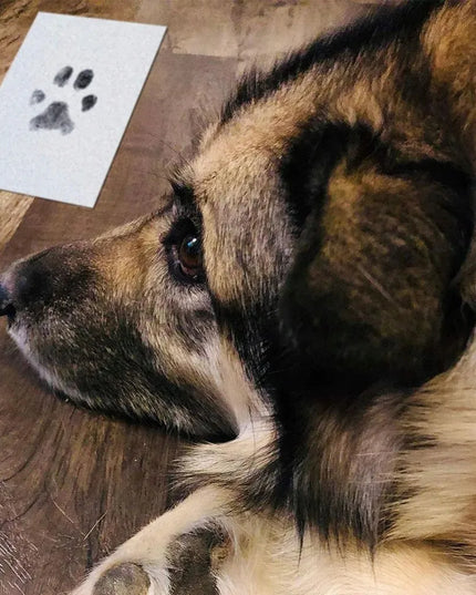 Letenėlės atspaudo rinkinys katei ir šuniui – netepantis juodas rašalas, suvenyras, dovana