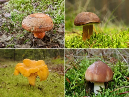 MYKORYZA gyvas grybienos preparatas spygliuočiams ir lapuočiams medžiams