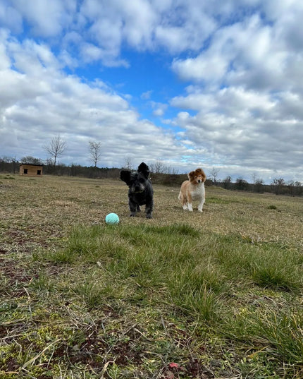 Nenaiždomas šunų kamuolys Explorer Dog originalus ir geresnis