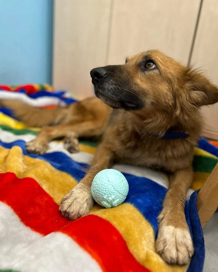 Nenaiždomas šunų kamuolys Explorer Dog originalus ir geresnis