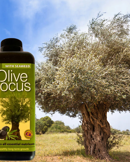 Olive Focus 1L trąšos alyvmedžiams Growth Technology