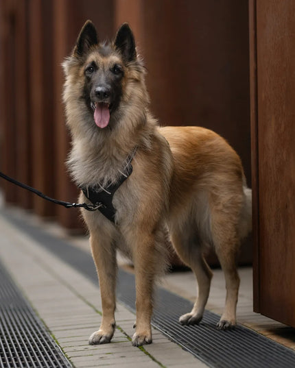 Pavadėlis šunims HUGGY DOGGY Walky 2m, tvirtas, atspindintis šviesą, S dydis, juodas