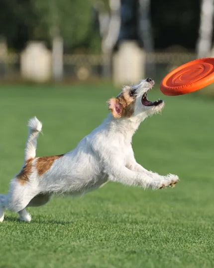 PitchDog žaislas šunims, skraidantis diskas, 24 cm skersmens, rožinis
