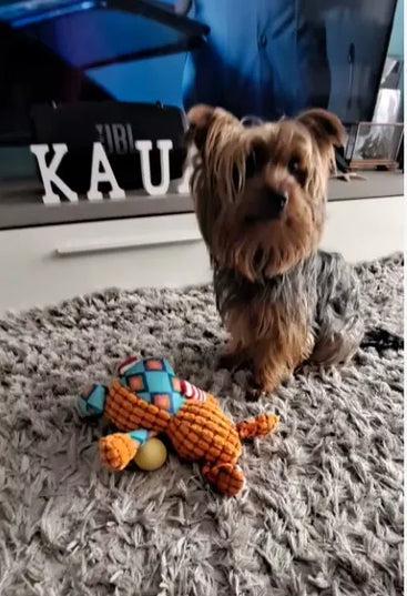 Pliušinis meškiukas šuns žaislas su cypuku