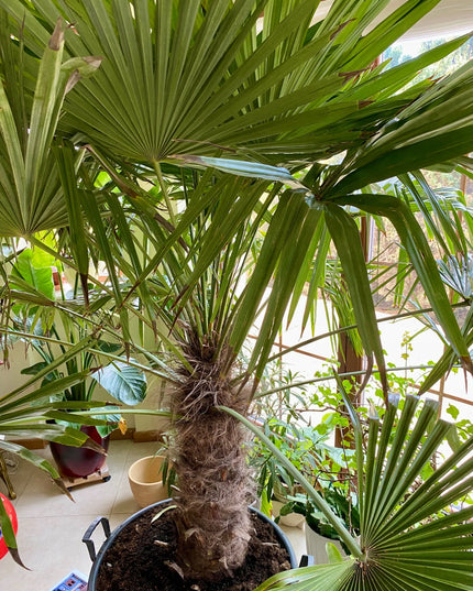 Pro Palm Fertilizer 500g trąšos palmėms, jukoms ir egzotiniams augalams