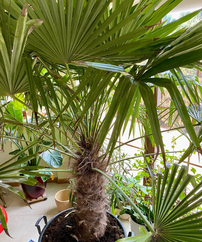 Pro Palm Fertilizer 500g trąšos palmėms, jukoms ir egzotiniams augalams