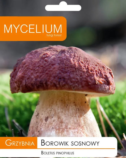 Pušyninis baravykas - miško grybų grybiena
