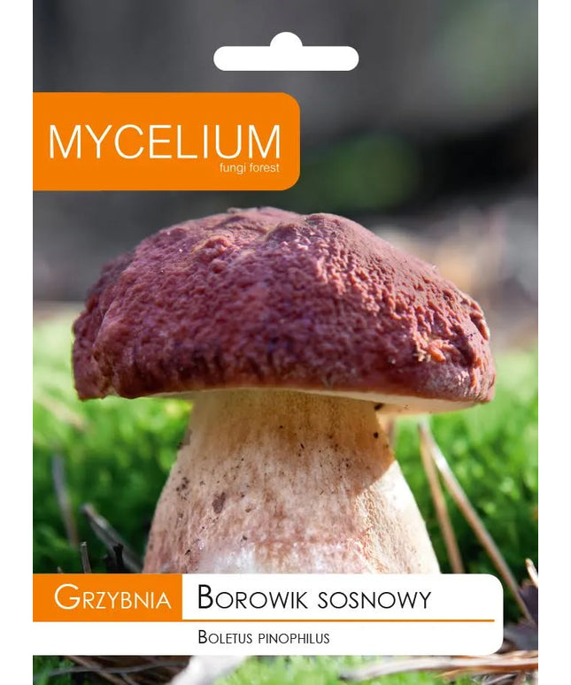 Pušyninis baravykas - miško grybų grybiena