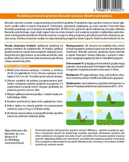 Pušyninis baravykas - miško grybų grybiena