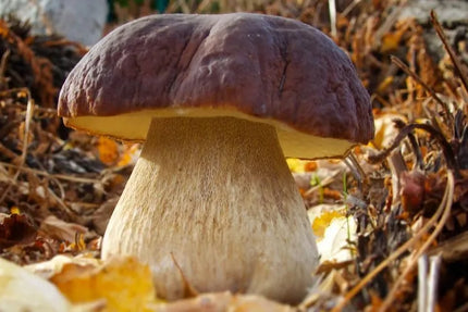 Pušyninis baravykas - miško grybų grybiena