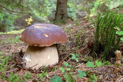 Pušyninis baravykas - miško grybų grybiena