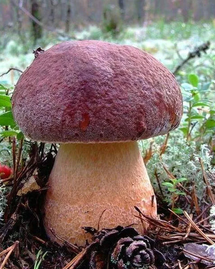 Pušyninis baravykas - miško grybų grybiena