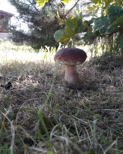 Pušyninis baravykas - miško grybų grybiena