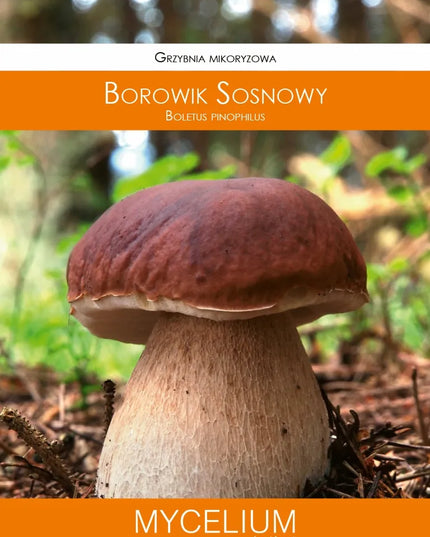 Pušyninis baravykas, tikrinis baravykas – sodo grybiena XL