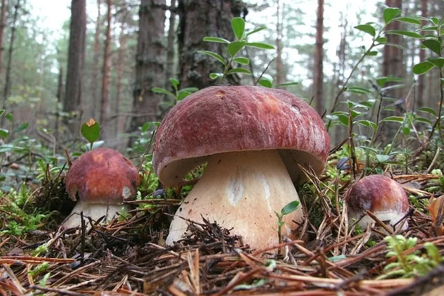 Pušyninis baravykas, tikrinis baravykas – sodo grybiena XL