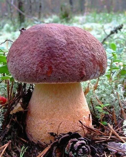 Pušyninis baravykas, tikrinis baravykas – sodo grybiena XL
