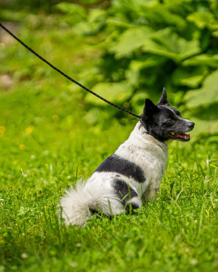 Ragi elgesio pavadėlis šunims su apsauga nuo smaugimo, 2,2 m, ø 10 mm