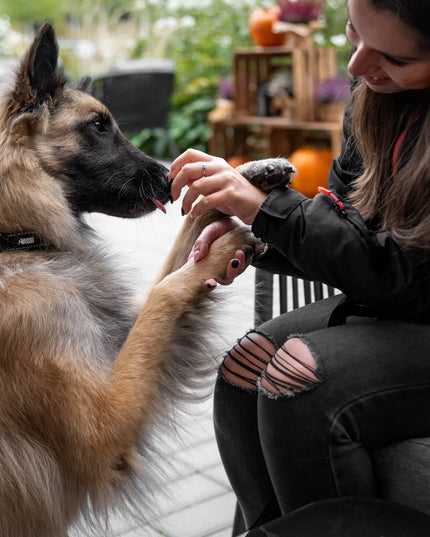 Raudona šuns antkaklis su graviravimu, vardu ir numeriu HUGGY DOGGY S