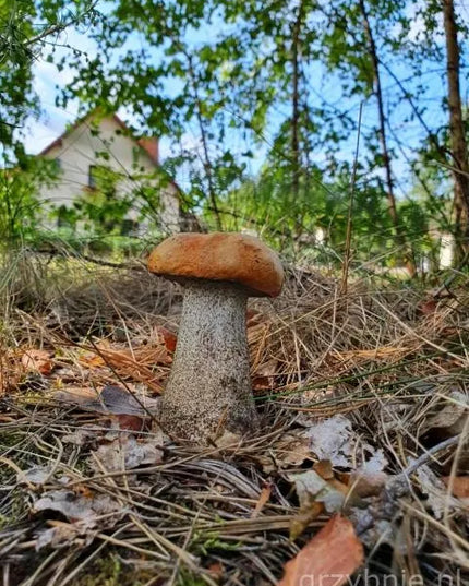 Raudonikių grybienos kultūra miško grybams