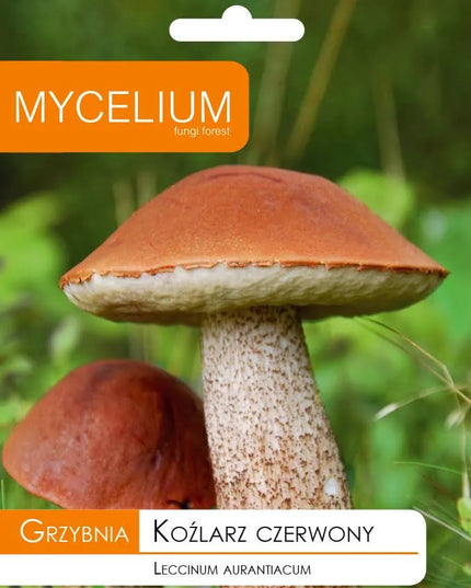 Raudonikių grybienos kultūra miško grybams
