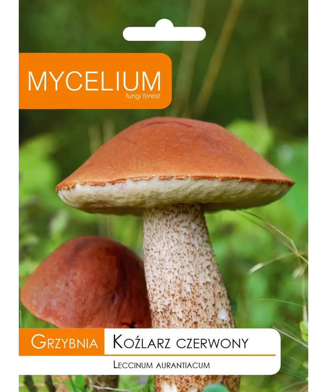 Raudonikių grybienos kultūra miško grybams