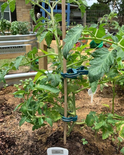 Real Garden augalų tvirtinimo spaustukai pomidorams, 20 vnt.